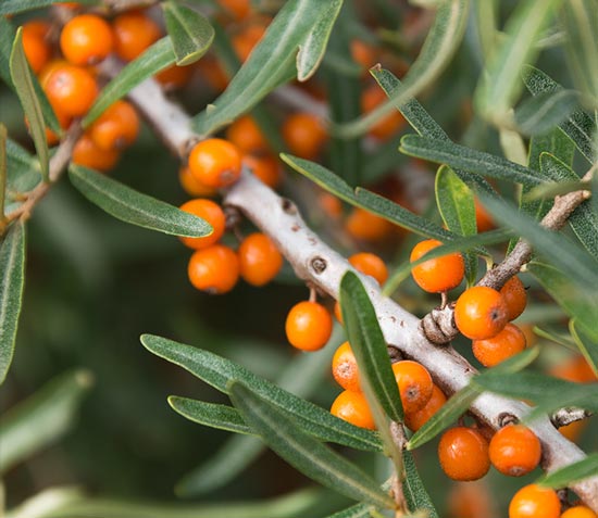 Sanddorn enthält Quercetin und Vitamin C