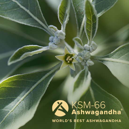 Ashwagandha Pflanze und KSM 66 Logo