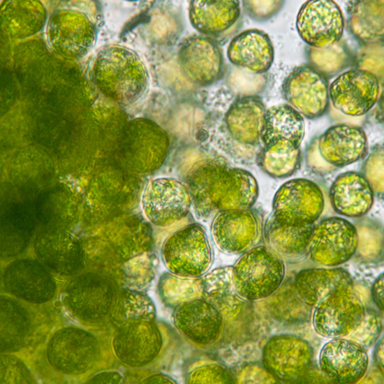 Mikroskopisches Bild der Mikroalge