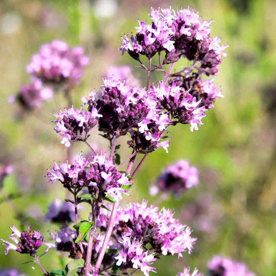 Die Oreganopflanze in voller Blüte