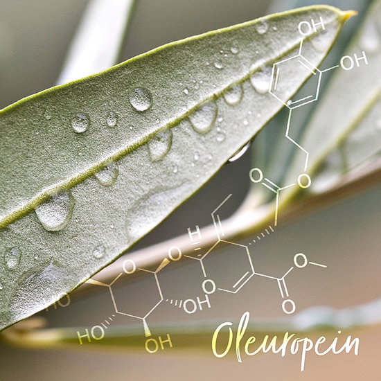 Olivenblatt Grossaufnahme - chemische Struktur