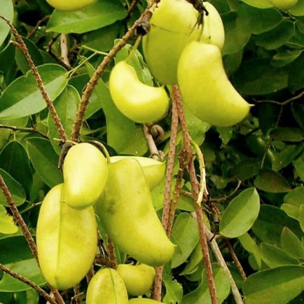 5-HTP-Kapseln