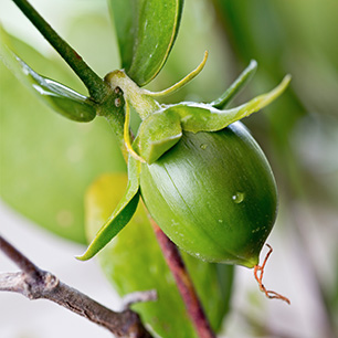 Jojoba