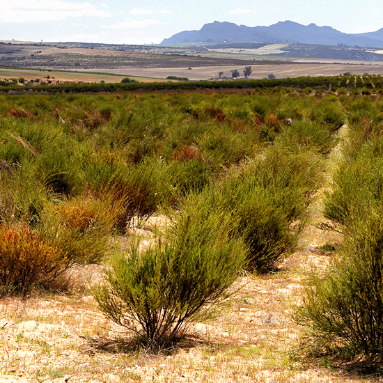 Rooibos-Plantage in Südafrika