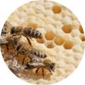 Bienenprodukte