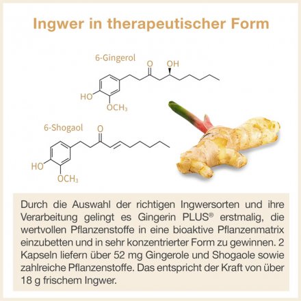 Gingerin Plus – der Bio-Extrakt aus Ingwer