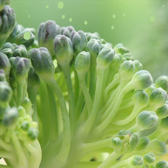 Broccoli close-up