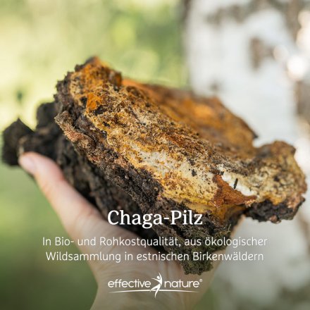 Chaga Pilzpulver - Bio - 100g