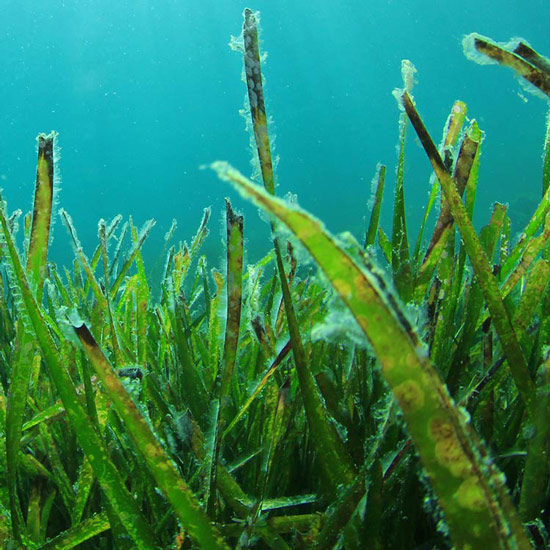 Mikroalge Spirulina Mikroalge Spirulina