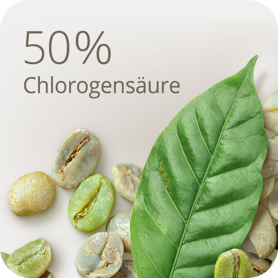 Mit 50% Chlorogensäure