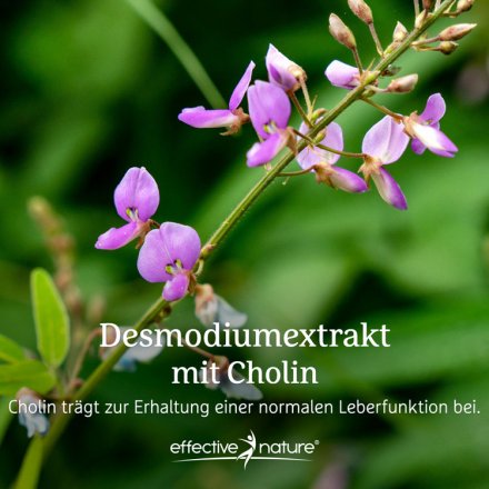 Desmodium Blattextrakt