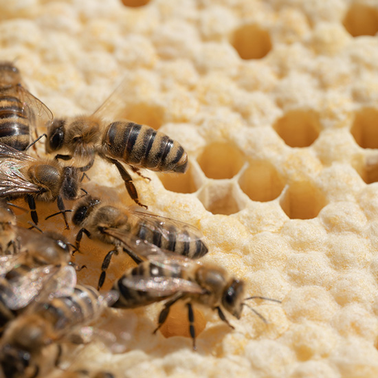 Bienen auf Waben