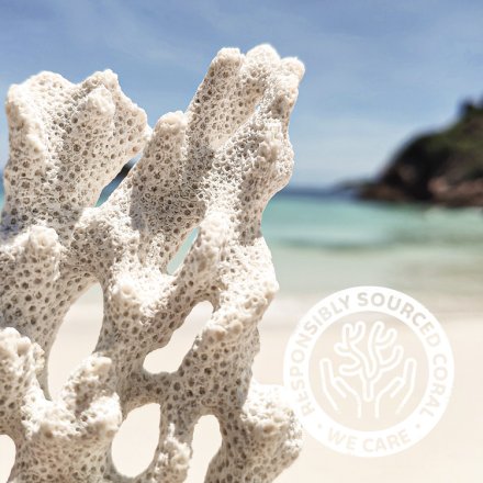 Sango-Koralle in praktischen Kapseln