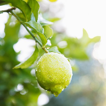 Weichspüler Limette