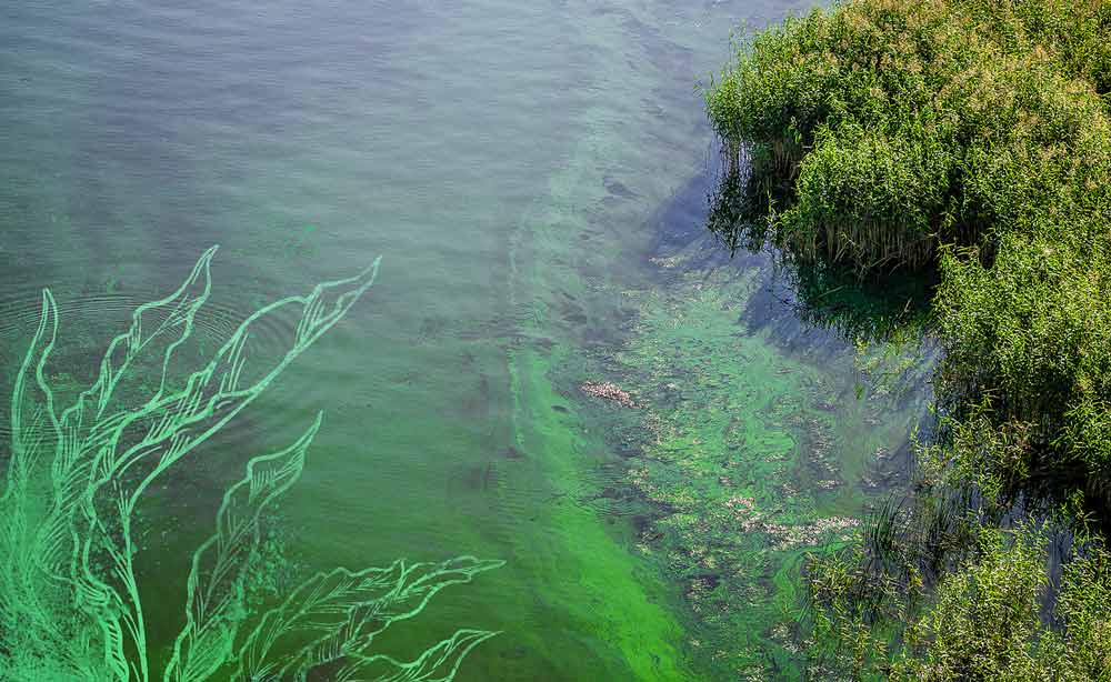 Spirulina kaufen bei myFairtrade Gewässer mit Spirulina von oben