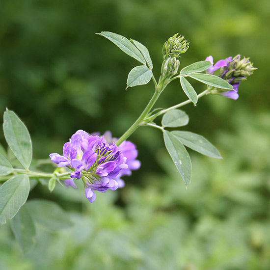Alfalfa (Luzerne) Alfalfa (Luzerne)