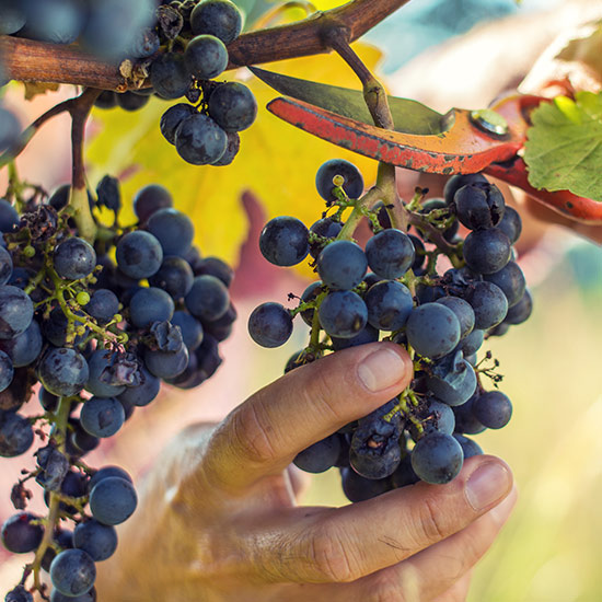 Grapes hanging on a tree