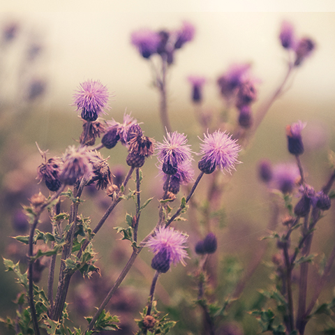 Mariendistel im Feld