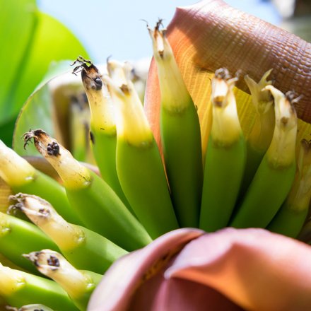 Bananenblüte als Fleischalternative
