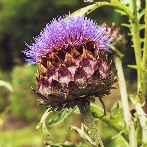 Artichoke flower