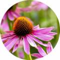 Echinacea