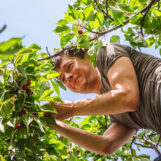 Acerola Cherry picking