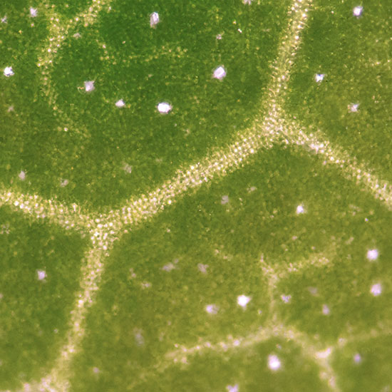Chlorophyll Chlorophyll