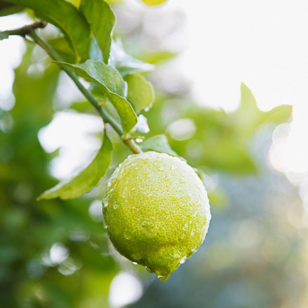 Color-Waschmittel Limette