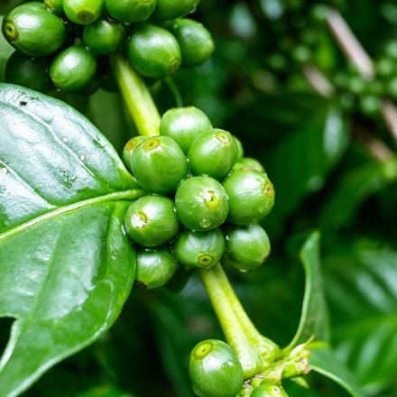 Grüner Kaffee - für Einläufe