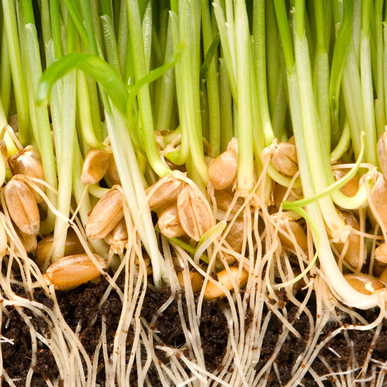 Barley grass germ Barley grass germ