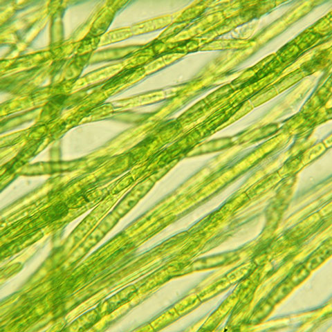 Mikroskopische Aufnahme einer grünen Alge