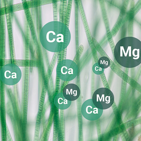 Spirulina Nährstoffe