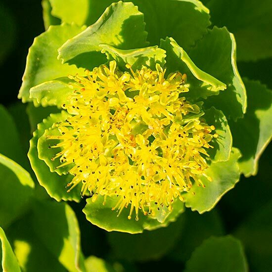 Rosenwurz Rhodiola Rosea