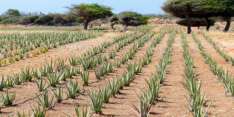 Feld mit Aloe Vera Pflanzen in Reihen