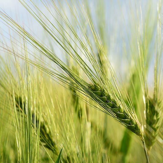 Getreide auf einem Feld