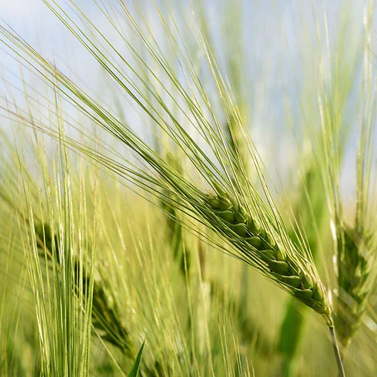 Insbesondere Vollkorngetreide enthält Silizium Getreide auf einem Feld
