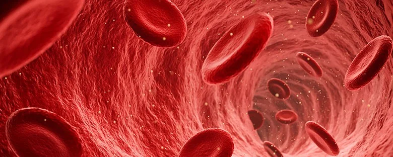 Nahaufnahme Blutkörperchen