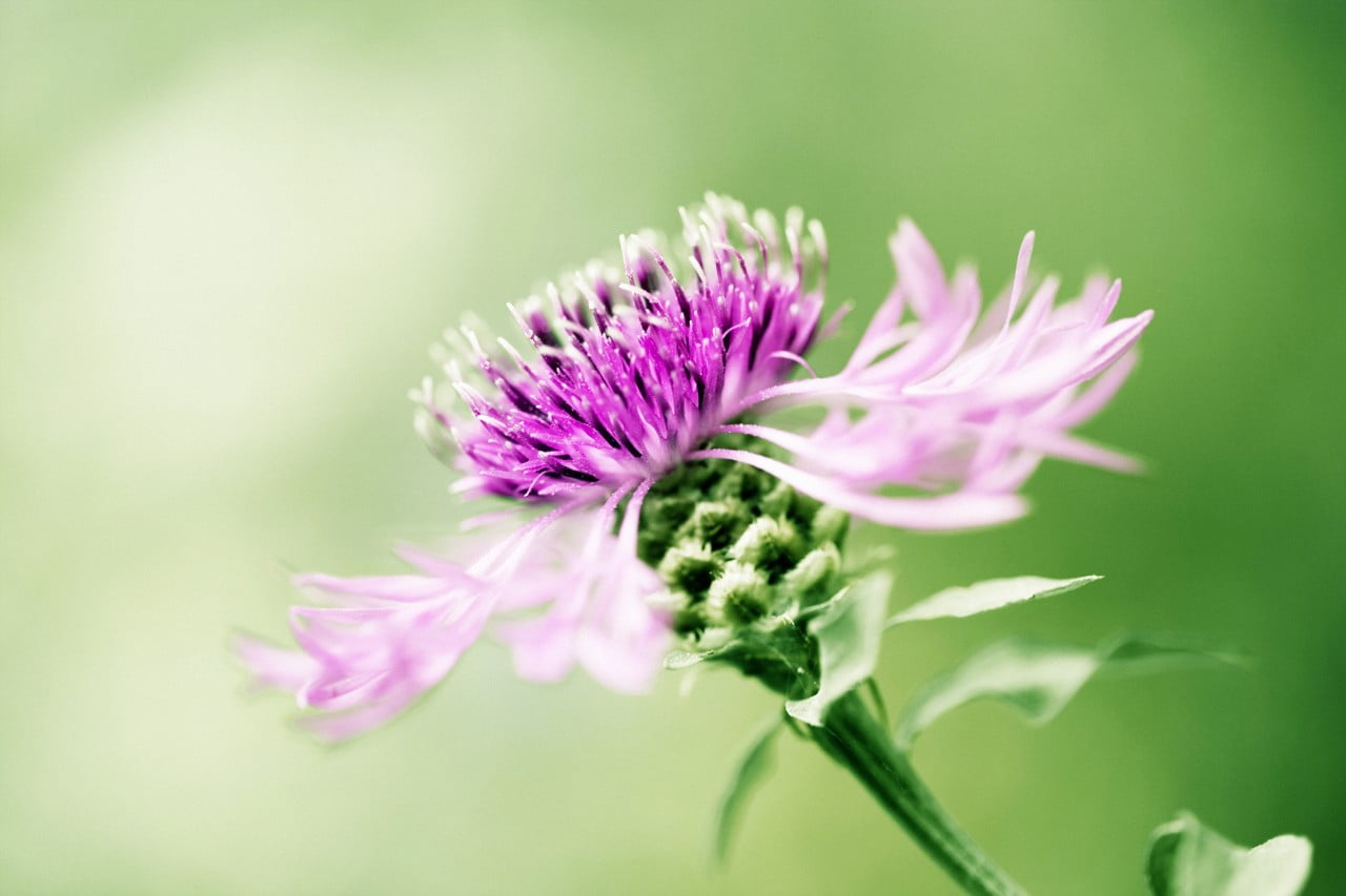 Mariendistel Blüte