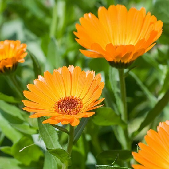 Ringelblumen im Feld