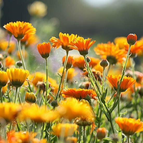 Ringelblumen Feld