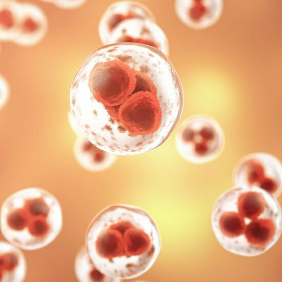Vitamin D für die Zellteilung Zellen mikroskopische Nahaufnahme