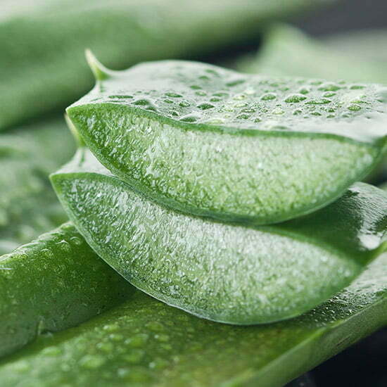 Aufgeschnittene Aloe Vera Stücke