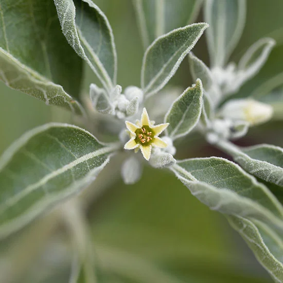 Ashwagandha-Pflanze Ashwagandha-Pflanze