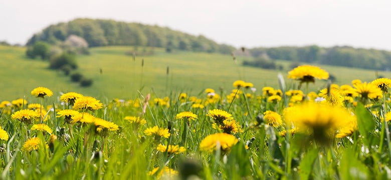 Löwenzahne Pflanzen auf einer Wiese