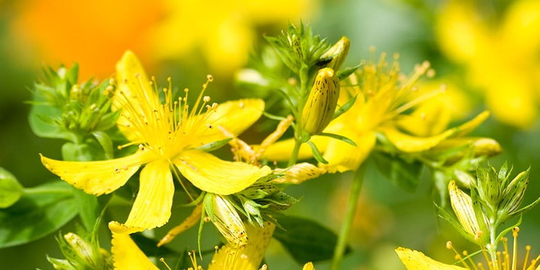 Johanniskraut Blüte