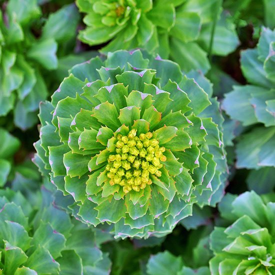 Rosenwurz (Rhodiola rosea)