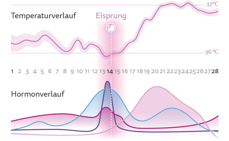 Grafik Eisprung