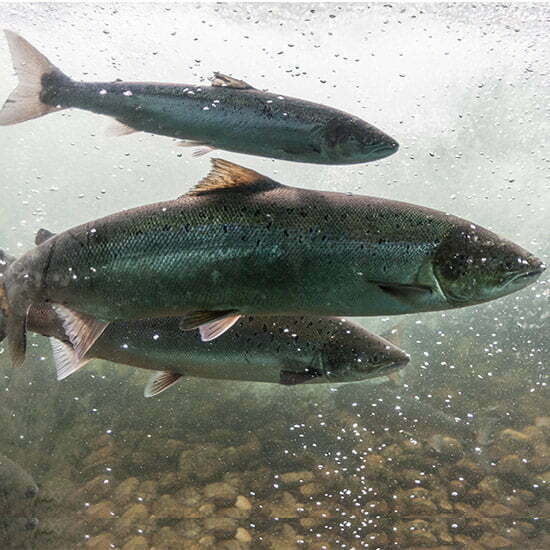 Lachse im offenen Wasser - auch sie zählen zu den haupstächlichen Arten aus denen Fischöl gemacht wird.