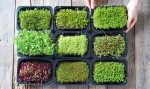 a group of small plants in containers