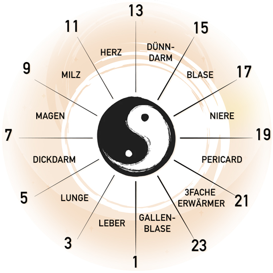 Diagramm der Traditionellen Chinesischen Medizin Organuhr mit dem Yin-Yang-Symbol in der Mitte, umgeben von den zugeordneten Organen für jede Tageszeit.